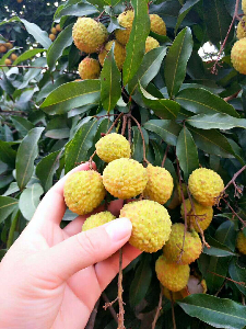 端午節(jié)粽子免費吃！松山湖生態(tài)園團建野炊粽子荔枝免費送