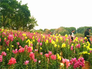 喜迎反法西斯70周年 齊聚美麗東莞農(nóng)家樂松湖生態(tài)園